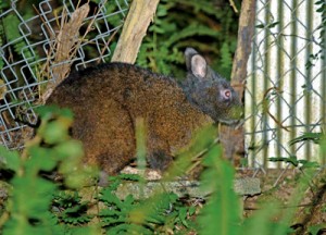 畑のそばに出没。近年キビやタンカン樹皮の食害で厄介者扱いされることも＝奄美大島