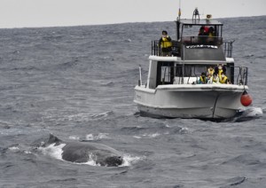 目の前に迫るザトウクジラを観察した参加者ら＝１６日、奄美市小湊沖