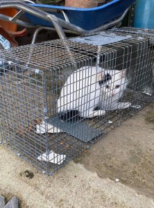 西阿室集落で捕獲された猫＝２４日、瀬戸内町加計呂麻島（提供写真）