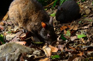 ②穴の外で行動を共にする親子＝２０２０年１２月３１日（勝さん撮影） 