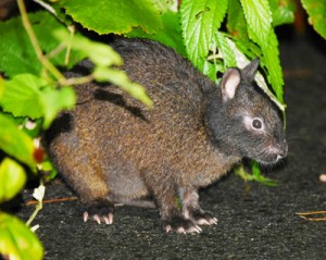 交通事故が多発しているアマミノクロウサギ