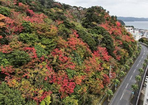 奄美の野山を彩る「紅葉」＝２１日、瀬戸内町古仁屋（本社小型無人機で撮影）