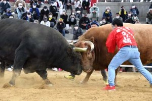 一進一退の攻防が繰り広げられた全島一優勝旗争奪戦（右が王者の牛若赤丸）＝３日、伊仙町なくさみ館  