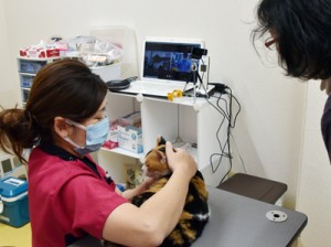 オンラインで獣医師の診察を受ける飼い猫＝１９日、瀬戸内町古仁屋の「ゆいの島どうぶつ病院瀬戸内病院」