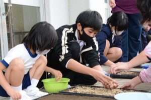 豊作を願いながらもみをまく児童生徒＝２６日、瀬戸内町の油井小中学校