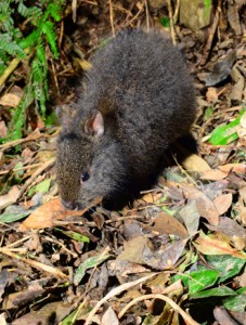 ③落ち葉を口にする子ウサギ＝２０２１年１月１３日（勝さん撮影）