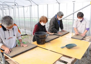 種まき前の砂床を作る作業をする利用者＝２６日、奄美市