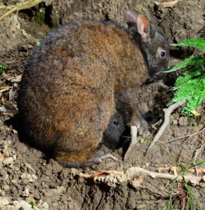 ①子ウサギに授乳するアマミノクロウサギ＝２０２０年１２月２３日、奄美大島（勝さん撮影） 