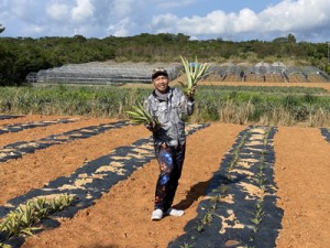 苗定植後のパイン畑でオンライン村への参加を呼び掛ける吉見さん＝１２月１３日、東村 