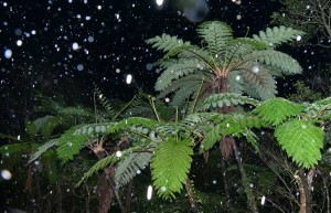 湯湾岳に舞う雪＝９日午前６時１６分ごろ、奄美大島（浜田太さん撮影）