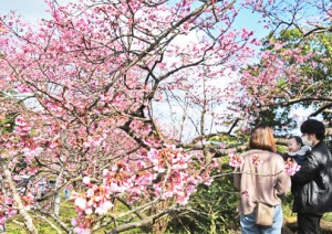 本茶峠の桜、見頃迎える（ヨコ）210131西谷