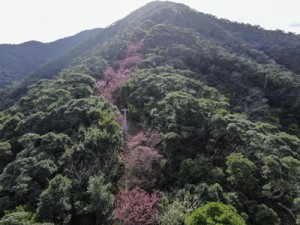 山の斜面を染める満開のヒカンザクラ＝４日、龍郷町大勝（本社小型無人機で撮影）