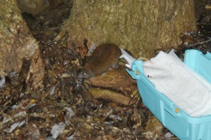 森に返されたケナガネズミ＝１０日午後６時ごろ、奄美大島（奄美野生生物保護センター提供）