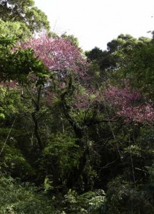 「ナーノの桜」と呼ばれるヒカンザクラの古木が見頃を迎えている龍郷町の山中＝１日