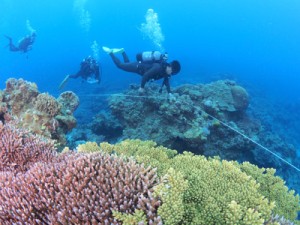 大島海峡で行われたリーフチェック＝２日、瀬戸内町加計呂麻島の安脚場沖（興克樹さん撮影）