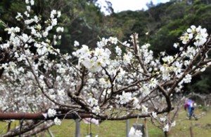 枝にたくさんの純白の花を咲かせ、豊作が期待されるスモモの木＝１９日、大和村