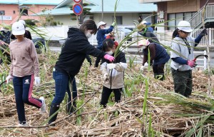 昔ながらの手刈りでキビを収穫する児童ら＝１０日、天城町天城