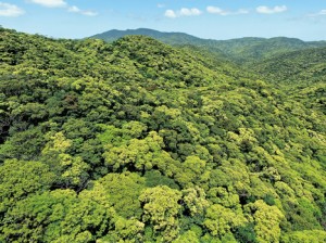 新緑が彩る照葉樹の森＝２６日、奄美大島（小型無人機で撮影）