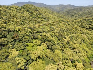 希少な動植物が息づく奄美大島の森