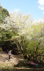 満開を迎えた梅次郎桜＝５日、宇検村田検