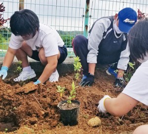 卒業記念で校庭にツツジを植樹する城ケ丘中の生徒ら（提供写真）