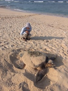 沖永良部島で今年初確認されたウミガメの産卵＝２６日朝、知名町（沖永良部島ウミガメネットワーク提供）