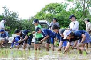 力を合わせて田植えをする参加者＝１１日、和泊町後蘭