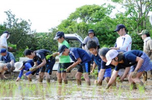 力を合わせて田植えをする参加者＝１１日、和泊町後蘭