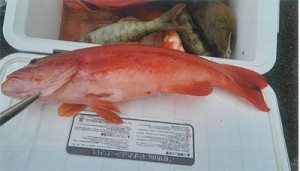 放流した個体とみられるハージン。片方の腹びれが除去されている（県大島支庁林務水産課提供） 