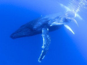 奄美大島近海に出現したザトウクジラ（奄美大島近海で興克樹さん撮影）   