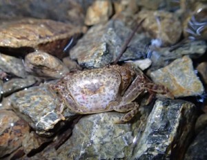 県の希少野生動植物に指定されたリュウキュウサワガニ（鈴木廣志氏提供）