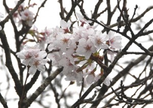 開花期を迎えた湯湾岳公園付近のソメイヨシノ＝１７日、宇検村