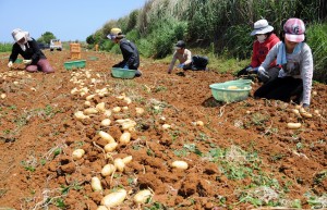 家族、親戚総出でバレイショ収穫作業に汗を流す生産者＝１８日、和泊町