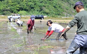 マコモの植え付け作業を行う旅行者ら＝７日、龍郷町幾里