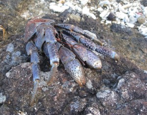 県の希少野生動植物に指定されたヤシガニ（鈴木廣志氏提供）