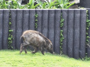 あだん横丁　春休みにシシ登校210403西谷