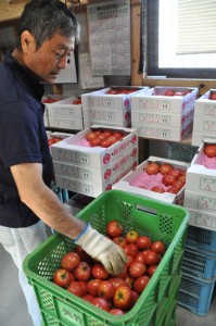 トマトの出荷作業に汗を流す生産者の矢竹さん＝４月２７日、喜界町赤連 