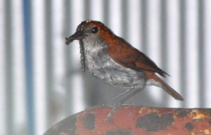 餌をくわえ、巣に戻ってきたアカヒゲの親鳥＝１３日、龍郷町芦徳