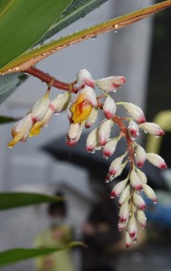 梅雨を彩るゲットウの花＝５日、奄美市名瀬の大浜海浜公園