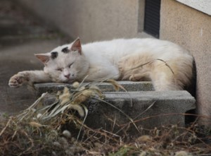 民家の敷地内でくつろぐ野良猫＝２０２０年１０月、奄美市名瀬