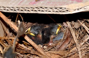 巣の中で親鳥の帰りを待つひな＝１３日、龍郷町芦徳