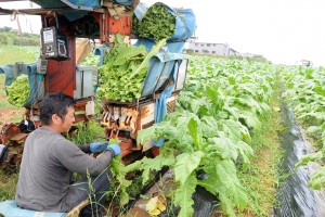 葉タバコの収穫作業に汗を流す生産者＝１３日、知名町正名