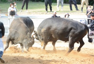 こけら落としのエキシビションマッチ＝２日、徳之島町花徳