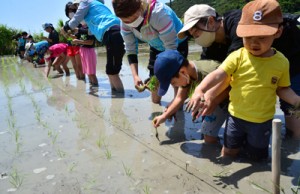 復活した水田で田植え作業に取り組む参加者＝２日、瀬戸内町勝浦