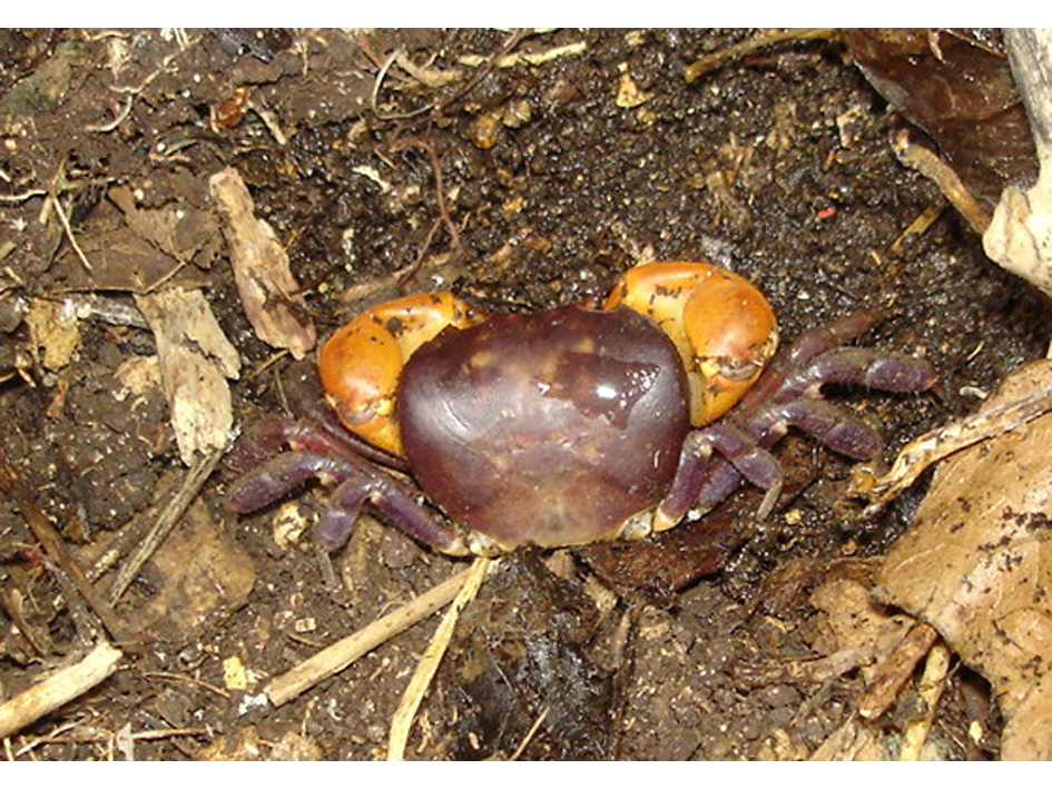 奄美のカニ2種を希少野生動植物に 種子島 徳之島、沖永良部島